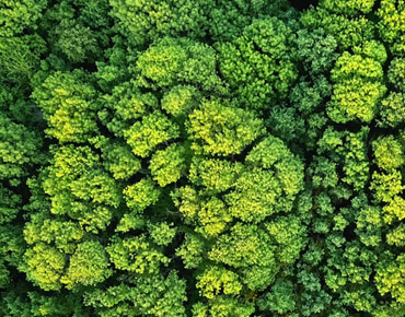 birds eye view of green trees